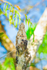 Juvenile Great Potoo of Nyctibius grandis bird, in the Cuyabeno Wildlife Reserve, Amazon Basin, Ecuador