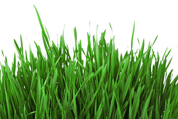 Fototapeta na wymiar Fresh green grass on white background
