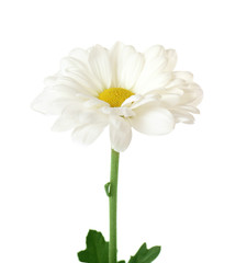 Beautiful chamomile flower on white background