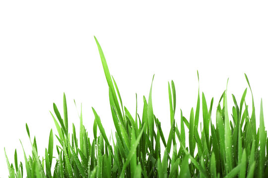 Fresh green grass on white background