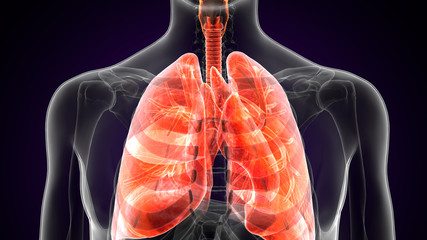 3D Illustration of Human Body Organs (Lungs Anatomy)
