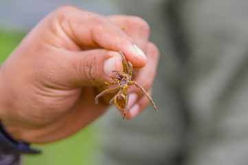 Hand holding rest of a small bug exoskeleton after transforming, inside of the amazon rainforest in Cuyabeno National Park, in Ecuador