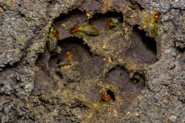 Obraz premium Termites insects in colony over wood inside of the amazon rainforest in Cuyabeno National Park, in Ecuador