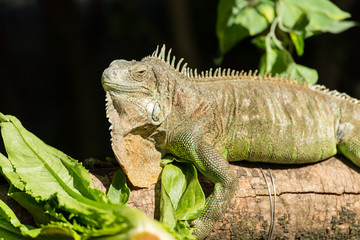 Green lizard standing on tree