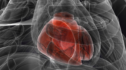 3d illustration of human body heart anatomy 
