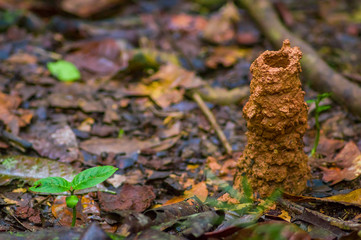 Wasp nest hole in underground, inside of the amazon rainforest in Cuyabeno National Park, in Ecuador