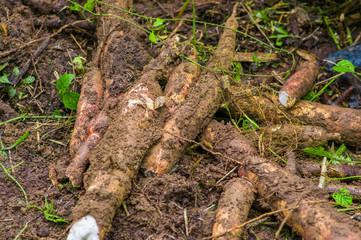 Root of yucca plant, inside of the amazon forest in Cuyabeno, Ecuador