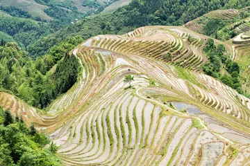 Gordijnen Longji Rice Terraces located Guilin Guangxi Zhuang Autonomous Region aka Guangxi Province China © xiaoliangge