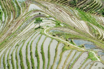 Foto op Canvas Longji Rice Terraces located Guilin Guangxi Zhuang Autonomous Region aka Guangxi Province China © xiaoliangge