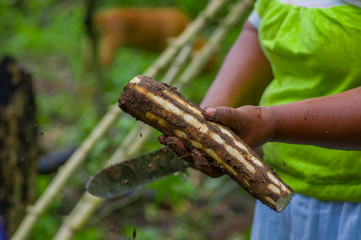 Cutting a root of yucca plant, inside of the amazon forest in Cuyabeno, Ecuador