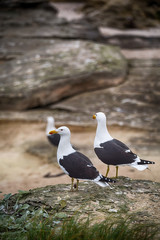seagull   in south africa   coastline cape