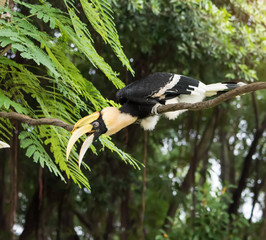 Great pied hornbill in the rain forest