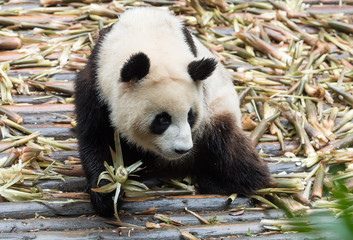 Fototapeta na wymiar giant panda eating bamboo
