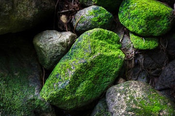 The little moss on the rocks.