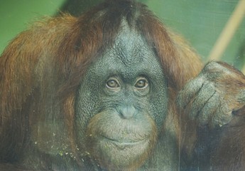 Orangutan  stare © Jon