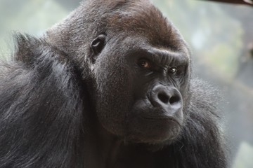 Obraz premium Gorilla staring