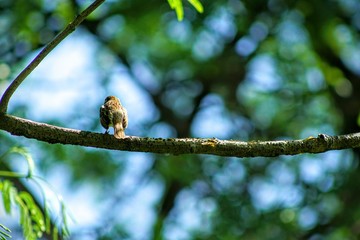 Bird  watching Giraffes