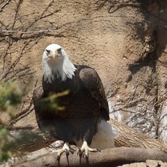 Bald Eagle stare