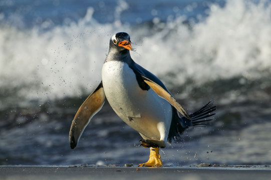 Gentoo Penguin (Pygoscelis papua) jumping in the surf