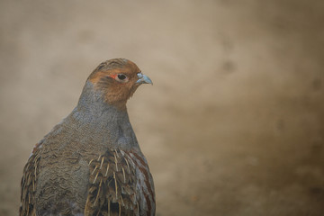 grey partridge