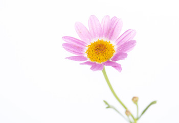 Single delicate daisy, Closeup on the white background.