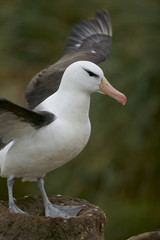 Black-browed Albatross (Thalassarche melanophris)