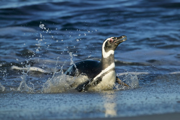 Fototapeta premium Magellanic Penguin (Spheniscus magellanicus)