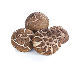 healthy mushroom on white background