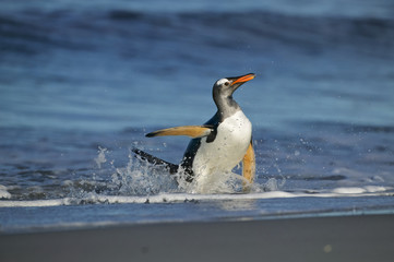 Gentoo Penguin (Pygoscelis papua)