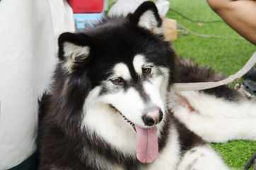 Dog breed alaskan malamute giant