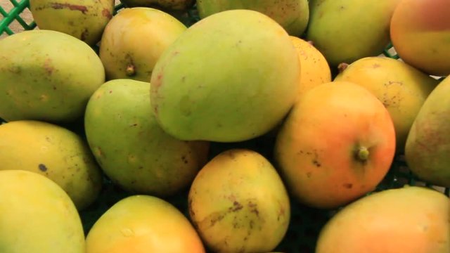 Harvest mango in the garden
