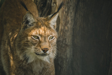 bobcat