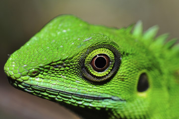 green lizard