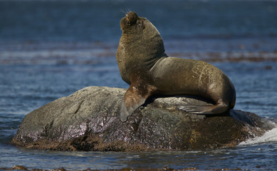 Fototapeta premium Southern Sea Lion (Otaria flavescens)
