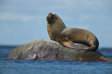 Southern Sea Lion (Otaria flavescens)