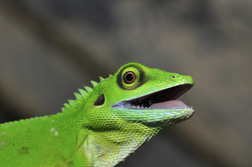 Obraz premium green lizard