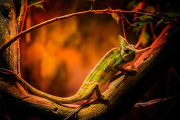 chameleon
