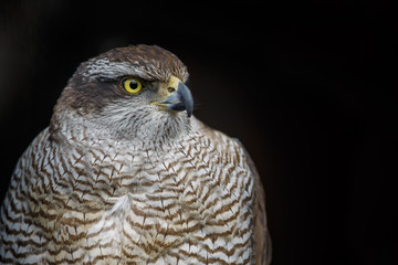 goshawk