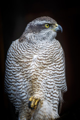 goshawk
