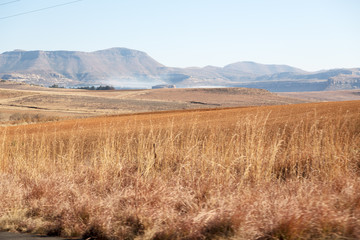   in south africa  land bush     and tree
