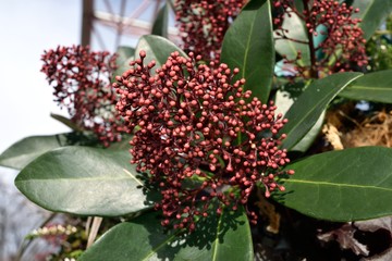 シキシア・レッド