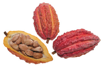 cacao fruits and cacao beans