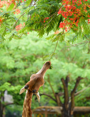 hungry giraffe