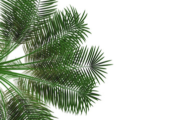 Fototapeta na wymiar natural green palm leaves isolated on white background