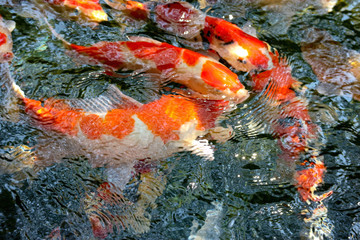 Obraz na płótnie Canvas beautiful koi carp fishs in the natural clear pond