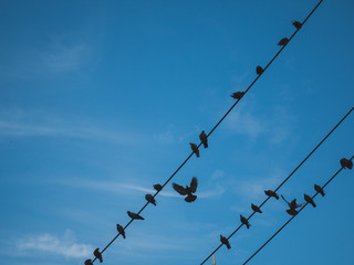 Birds on electric wire surrounding with sky background