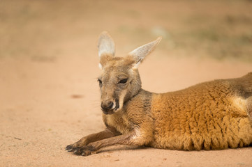 kangaroo