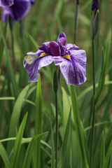 Iris flowers and butterfly