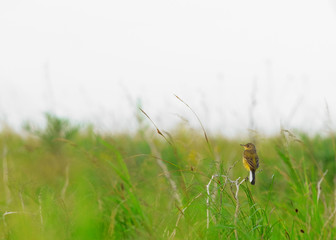 field yellow Wagtail bird sitting on a branch in the green grass