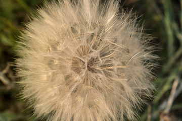 big fluffy dandelion